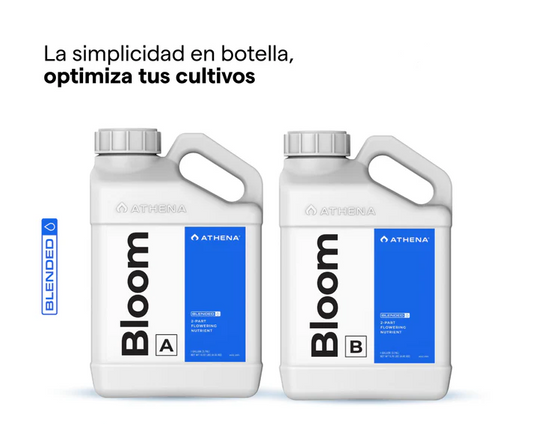 BLOOM A + B