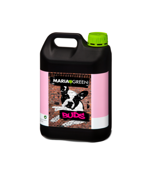 BUDS 5L MARIA GREEN
