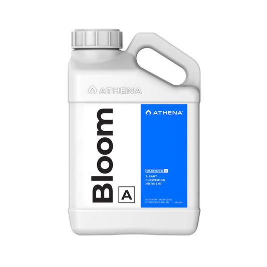 BLOOM A