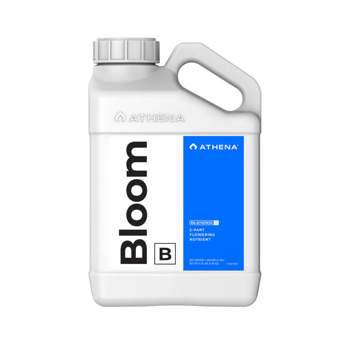 BLOOM B