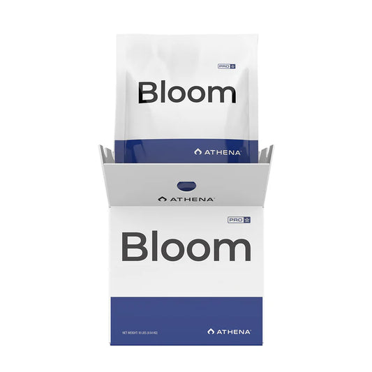 BLOOM