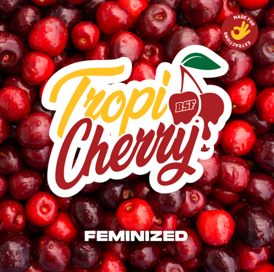TROPI CHERRY 4UDS BSF SEEDS