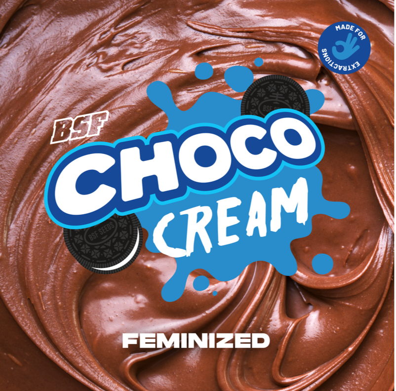 CHOCO CREAM 4UDS BSF SEEDS